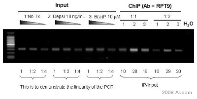 This was a trial experiment to evaluate the association of AhR to the ABCG2 promoter using ab2769 at a 1/100 dilution for the IP (ChIP assay). Semiquantitative PCR was performed to evaluate the relative association of AhR with the proximal ABCG2 promoter in a S1 colon cancer cell line without treatment, or treated with depsipeptide (10 ng/mL 24h) or benzo(a)pyrene (10uM 24h). Cross-linking (X-ChIP) - 10 Mins 0 Secs Lane 1: DNA ladder (100 bp from promega) Inputs (lanes 2-4): S1 no treatment - serial dilution  Inputs (lanes 5-7): S1 treated with depsipeptide - serial dilution Inputs (lanes 8-10): S1 treated with benzo(a)pyrene - serial dilution AhR ChIP (lane 11-13): use 1:1 diluted immunoprecipitate for PCR  Lane 11=S1 no treatment lane 12=S1 depsipeptide 10ng/mL lane 13= S1 benzo(a)pyrene 10uM AhR ChIP (lane 14-16): use 1:2 diluted immunoprecipitate for PCR same order as lanes 11-13 Lane 17: H2O control for PCR.