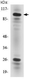 Anti-Aryl hydrocarbon Receptor antibody - N-terminal (ab135917) at 1/500 dilution + HT29 cell lysate at 30 µg