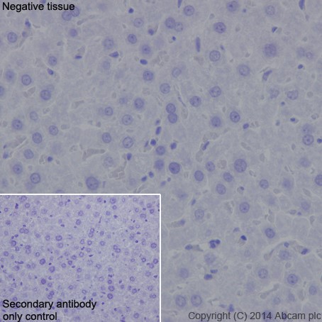 Immunohistochemical analysis of paraffin-embedded Mouse liver tissue labeling DPP6 with ab198506 at 1/500 followed by Goat Anti-Rabbit IgG H&L (HRP) (ab97051) at 1/500 dilution. No staining of Mouse liver tissue is observed. Counter stained with Hematoxylin.Secondary antibody only control: Used PBS instead of primary antibody, secondary antibody is Goat Anti-Rabbit IgG H&L (HRP) (ab97051) at 1/500 dilution.