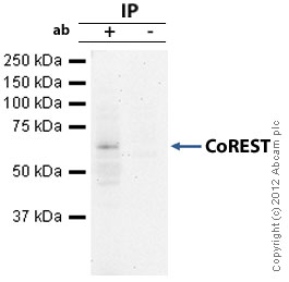 CoREST was immunoprecipitated using 0.5mg Hela whole cell extract, 5µg of Rabbit polyclonal to CoREST and 50µl of protein G magnetic beads (+). No antibody was added to the control (-). The antibody was incubated under agitation with Protein G beads for 10min, Hela whole cell extract lysate diluted in RIPA buffer was added to each sample and incubated for a further 10min under agitation.Proteins were eluted by addition of 40µl SDS loading buffer and incubated for 10min at 70oC; 10µl of each sample was separated on a SDS PAGE gel, transferred to a nitrocellulose membrane, blocked with 5% BSA and probed with ab32631.Secondary: Mouse monoclonal [SB62a] Secondary Antibody to Rabbit IgG light chain (HRP) (ab99697).Band: 65kDa: CoREST.