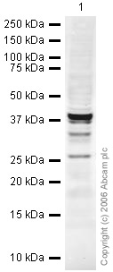 Anti-Dppa4 antibody (ab24308) at 1 µg/ml + Human Embryonic Stem Cell Lysate at 20 µgSecondaryRabbit IgG secondary antibody (ab28446) at 1/10000 dilution