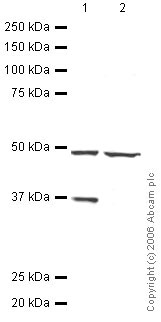 All lanes : Anti-Dppa4 antibody (ab31648) at 1 µg/mlLane 1 : Human Embryonic Stem Cell LysateLane 2 : Mouse Embryonic Stem Cell LysateLysates/proteins at 20 µg per lane.SecondaryRabbit IgG secondary antibody (ab28446) at 1/10000 dilution
