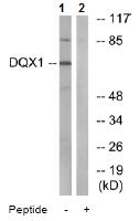 All lanes : Anti-DQX1 antibody (ab74818) at 1/500 dilutionLane 1 : Extracts from COS-7 cellsLane 2 : Extracts from COS-7 cells with immunizing peptide at 10 µgLysates/proteins at 30 µg per lane.