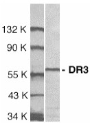 Anti-DR3 antibody (ab8412) at 1/1000 dilution + Jurkat total cell lysateObserved band size : 59 kDa (why is the actual band size different from the predicted?)