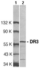 Anti-DR3 antibody (ab8411) at 1/500 dilution + Jurkat total cell lysateObserved band size : 59 kDa (why is the actual band size different from the predicted?)