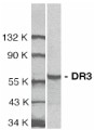 Anti-DR3 antibody (ab8413) at 1/1000 dilution + Jurkat total cell lysateObserved band size : 59 kDa (why is the actual band size different from the predicted?)