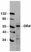 Anti-DR4 antibody (ab8414) at 1/500 dilution + HeLa total cell lysateObserved band size : 57 kDa (why is the actual band size different from the predicted?)