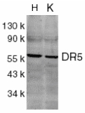 All lanes : Anti-DR5 antibody (ab8416) at 1/500 dilutionLane 1 : HeLa whole cell lysateLane 2 : K562 whole cell lysate
