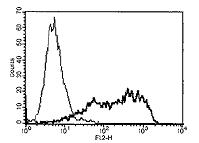 Ab17318 at a concentration of 1 ug/ml used in mock transfecting (thin line) or transfecting (thick line) HEK 293T cells with an expression plasmid coding for the extracellular domain of human DR6 by Flow Cytometry.