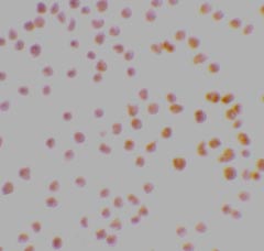 ab8418 at 2µg/ml staining DRAK1 in MOLT4 cells by ICC/IF