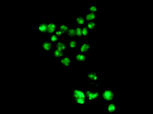 Immunofluorescent analysis of HepG2 cells labeling DRIL1 with ab169787 at 1/250 dilution.