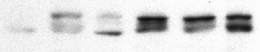 All lanes : Anti-DRP1 antibody (ab54038) at 2 µg/mlLane 1 : Drp1-mutLane 2 : OPA1-nullLane 3 : Double mutLane 4 : Mfn2-nullLane 5 : Mfn1-nullLane 6 : Wildtype.
