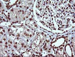Immunohistochemical analysis of paraffin-embedded Human kidney tissue labelling DNM1L with ab140494 at 1/150 dilution.