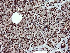 Immunohistochemical analysis of paraffin-embedded Human pancreas tissue labelling DNM1L with ab140494 at 1/150 dilution.
