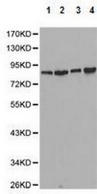 All lanes : Anti-DRP1 antibody - C-terminal (ab180769) at 1/500 dilutionLane 1 : HeLa cell line extractLane 2 : ACHN cell line extractLane 3 : HCT116 cell line extractLane 4 : HCT 15 cell line extract
