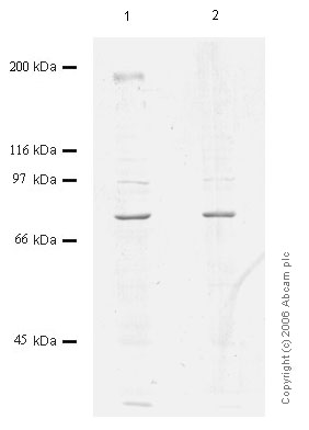 All lanes : Anti-Corin antibody (ab56159) at 1/1000 dilutionLane 1 : Whole cell lysate prepared from cells transfected with human CorinLane 2 : Whole cell lysate - control transfectionLysates/proteins at 10 µl per lane.