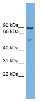 Anti-Cornulin antibody (ab104675) at 1 µg/ml + HT1080 cell lysate at 10 µg