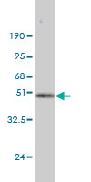Western blot against tagged recombinant protein immunogen using ab56881 DUSP14 antibody at 1ug/ml.