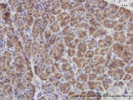 DUSP6a antibody (ab54940) used in immunohistochemistry at 3ug/ml on formalin fixed and paraffin embedded human pancreas.