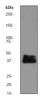 Anti-DUSP6 antibody [EPR129Y] (ab76310) at 1/500 dilution + 3T3 cell lysate at 10 µgSecondaryHRP labelled goat anti-rabbit at 1/2000 dilution