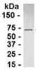 Anti-DUSP9 antibody (ab37810) at 1/2000 dilution + E. coli derived fusion protein at 2.5 µgSecondaryHRP conjugated Goat anti IgY at 1/1000 dilution