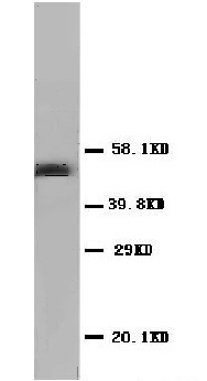 Anti-DUT antibody (ab65971) at 0.5 µg/ml + Rat cardiac muscle tissue lysate