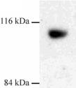 Western blot of Dynamin 3 on rat liver extract using ab3458.