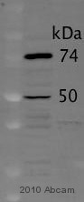 Anti-Dynamitin antibody (ab56687) at 1/500 dilution (in TBS-Tween + 5% milk for 1 hour at 4°C) + Whole cell lysate of HeLa cells at 20 µgSecondaryAn IRDye®800CW-conjugated Goat anti-mouse polyclonal at 1/10000 dilutionPerformed under reducing conditions.Observed band size : 50 kDa (why is the actual band size different from the predicted?)Additional bands at : 74 kDa. We are unsure as to the identity of these extra bands.Exposure time : 10 minutesThis image is courtesy of an anonymous AbreviewSee Abreview