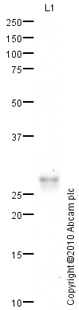 Anti-Dynorphin A antibody (ab82509) at 1 µg/ml + Brain (Human) Membrane Lysate - adult normal tissue (ab29456) at 10 µgSecondaryGoat polyclonal to Rabbit IgG - H&L - Pre-Adsorbed (HRP) at 1/3000 dilutiondeveloped using the ECL techniquePerformed under reducing conditions.