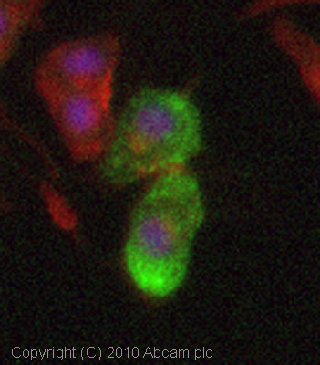 ICC/IF image of ab82509 stained PC12 cells. The cells were 4% PFA fixed (10 min) and then incubated in 1%BSA / 10% normal goat serum / 0.3M glycine in 0.1% PBS-Tween for 1h to permeabilise the cells and block non-specific protein-protein interactions. The cells were then incubated with the antibody (ab82509, 5µg/ml) overnight at +4°C. The secondary antibody (green) was Alexa Fluor® 488 goat anti-rabbit IgG (H+L) used at a 1/1000 dilution for 1h. Alexa Fluor® 594 WGA was used to label plasma membranes (red) at a 1/200 dilution for 1h. DAPI was used to stain the cell nuclei (blue) at a concentration of 1.43µM. This antibody also gave a positive result in 100% methanol fixed (5 min) PC12 cells at 5µg/ml.