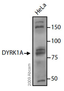 Anti-DYRK1A antibody (ab69811) at 1/1000 dilution + 30µg of HeLa whole cell lysateSecondaryDonkey anti-Rabbit conjugated to HRP at 1/5000 dilution