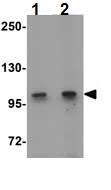 Lane 1 :  Anti-CORO7 antibody (ab117446) at 1 µg/mlLane 2 :  Anti-CORO7 antibody (ab117446) at 2 µg/mlLane 1 : Rat lung tissue lysateLane 2 : Rat lung tissue lysateLysates/proteins at 15 µg per lane.