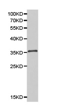 Anti-Dysbindin antibody (ab175084) at 1/500 dilution + Mouse brain cell extract