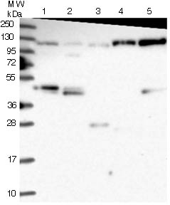 All lanes : Anti-CORO7 antibody (ab122733) at 1/250 dilutionLane 1 : RT4 cell lysateLane 2 : U-251 MG cell lysateLane 3 : Human Plasma lysateLane 4 : Human Liver lysateLane 5 : Human Tonsil lysatedeveloped using the ECL technique