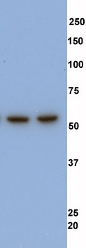 All lanes : Anti-Coronin 1a antibody (ab56820) at 1/500 dilutionLane 1 : Mouse macrophage whole cell lysateLane 2 : Mouse macrophage whole cell lysateLysates/proteins at 10 µg per lane.SecondaryHRP-conjugated Goat anti-Mousedeveloped using the ECL techniquePerformed under reducing conditions.