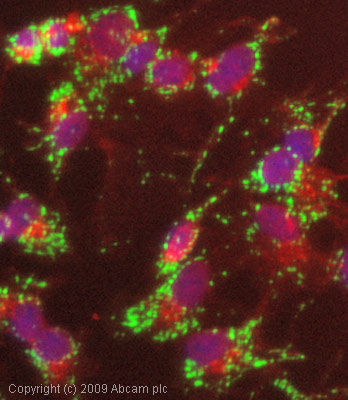 ICC/IF image of ab56078 stained HepG2 cells. The cells were 4% formaldehyde fixed (10 min) and then incubated in 1%BSA / 10% normal goat serum / 0.3M glycine in 0.1% PBS-Tween for 1h to permeabilise the cells and block non-specific protein-protein interactions. The cells were then incubated with the antibody (ab56078, 1µg/ml) overnight at +4°C. The secondary antibody (green) was Alexa Fluor® 488 goat anti-mouse IgG (H+L) used at a 1/1000 dilution for 1h. Alexa Fluor® 594 WGA was used to label plasma membranes (red) at a 1/200 dilution for 1h. DAPI was used to stain the cell nuclei (blue) at a concentration of 1.43µM.