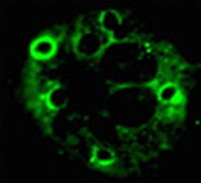 ab56820 staining Coronin 1a in HL-60 cells by Immunocytochemistry/ Immunofluorescence.The cells were washed three times with PBS after the phagocytosis assay and fixed with 3.3% paraformaldehyde for 15 minutes. Cells were washed twice with PBS containing 1 mm MgCl2 and 0.1% BSA (staining buffer), permeabilized with 0.2% Triton X-100 in staining buffer for 3 minutes, and blocked with PBS containing 1 mm MgCl2 and 5% BSA for 30 minutes. To assess the distribution of Coronin 1a, a phagocytosis assay was started as described above, and the cells were treated with C3bi-zymosan for 10 minutes at 37 °C. After washing twice to remove unbound C3bi-zymosan particles, the treated cells were reincubated for the indicated times at 37 °C and then fixed and permeabilized. Cells were incubated with ab56820 for 1 hour and then with an Alexa Fluor 488-conjugated phalloidin. For more details please see journal article.