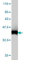 Western blot against tagged recombinant protein immunogen using ab56657 DZIP3 antibody at 1ug/ml.