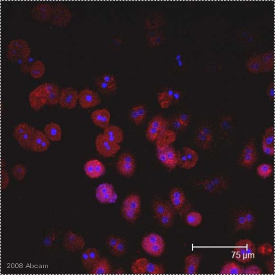 ab35654 staining E. coli LPS in mouse hepatocytes (red). Cells were PFA fixed and permeabilized in 0.1% Triton X-100 prior to blocking in SFX Kit blocking agent for 30 minutes at 25°C. The primary antibody was diluted 1/200 and incubated with the sample for 1 hour at 25°C. The secondary antibody was Alexa Fluor® 555 goat anti-mouse, diluted 1/100.Cells were stimulated for 90 minutes with E. coli LPS and then probed with ab35654. The picture was taken on a Leica confocal microscope that pseudo-colors the 555 secondary red. The blue staining was with To-Pro-III Iodide,again, pseudo-colored to be blue on confocal.See Abreview
