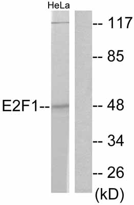 All lanes : Anti-E2F1 antibody (ab55398) at 1/500 dilutionLane 1 : HeLa cell extract, treated with Etoposide, without the immunizing peptideLane 2 : HeLa cell extract, treated with Etoposide, with the immunizing peptide