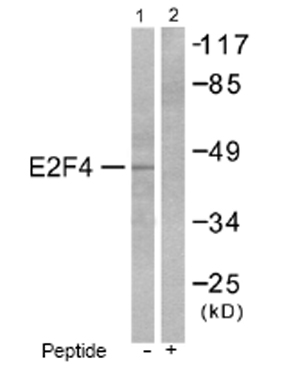 All lanes : Anti-E2F4 antibody (ab53060) at 1/500 dilutionLane 1 : Extracts from COS7 cellsLane 2 : Extracts from COS7 cells treated with peptide