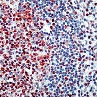 ab4071 staining human tonsil by IHC-P.