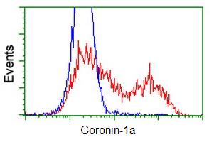 ab119094 at 1/100 dilution staining Coronin-1a in HEK293T cells transfected with either a vector expressing Coronin-1a (Red) or an empty vector control plasmid (Blue) by Flow Cytometry.