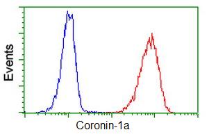 Flow cytometric Analysis of Jurkat cells, using ab119094 at 1/100 dilution (Red), compared to a nonspecific negative control antibody (Blue).