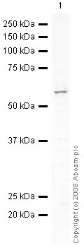 Anti-EAAT1 antibody (ab41751) at 1 µg/ml + Brain (Human) Tissue Lysate - adult normal tissue (ab29466) at 10 µgSecondaryIRDye 680 Conjugated Goat Anti-Rabbit IgG (H+L) at 1/10000 dilutionPerformed under reducing conditions.