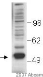 Anti-Coronin 3 antibody (ab15719) at 1/1000 dilution + Mouse 3T3 fibroblast whole cell lysate (25ug)SecondaryHRP conjugated bovine anti-goat IgG