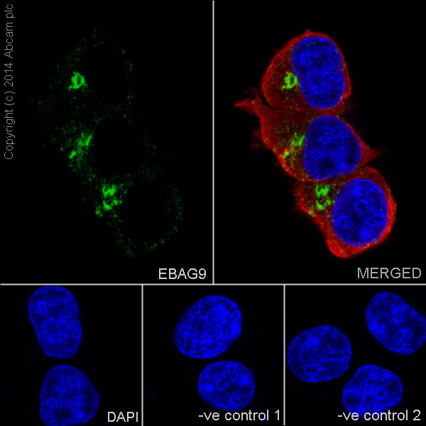 Immunofluorescent analysis of 4% paraformaldehyde-fixed, 0.1% Triton X-100 permeabilized HEK293 (Human embryonic kidney) cells labeling EBAG9 with ab200348 at 1/2000 dilution, followed by Goat anti-rabbit IgG (Alexa Fluor® 488) (ab150077) secondary antibody at 1/500 dilution (green). Cytoplasm staining on HEK293 cell line was observed. The nuclear counter stain is DAPI (blue). Tubulin is detected with ab7291 (anti-Tubulin mouse mAb) at 1/1000 dilution and ab150120 (AlexaFluor®594 Goat anti-Mouse secondary) at 1/500 dilution (red).The negative controls are as follows:-ve control 1: ab200348 at 1/2000 dilution followed by ab150120 (AlexaFluor®594 Goat anti-Mouse secondary) at 1/500 dilution.-ve control 2: ab7291 (anti-Tubulin mouse mAb) at 1/1000 dilution followed by ab150077 (Alexa Fluor®488 Goat Anti-Rabbit IgG H&L) at 1/500 dilution.