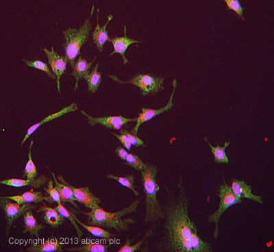 ICC/IF image of ab93117 stained HepG2 cells. The cells were 4% formaldehyde fixed (10 min) and then incubated in 1%BSA / 10% normal goat serum / 0.3M glycine in 0.1% PBS-Tween for 1h to permeabilise the cells and block non-specific protein-protein interactions. The cells were then incubated with the antibody (ab93117, 5µg/ml) overnight at +4°C. The secondary antibody (green) was ab96899, DyLight® 488 goat anti-rabbit IgG (H+L) used at a 1/250 dilution for 1h. Alexa Fluor® 594 WGA was used to label plasma membranes (red) at a 1/200 dilution for 1h. DAPI was used to stain the cell nuclei (blue) at a concentration of 1.43µM