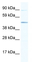 Anti-ECSIT antibody (ab66380) at 1.25 µg/ml + NIH 3T3 lysate at 10 µgSecondaryHRP conjugated anti-Rabbit IgG at 1/50000 dilution