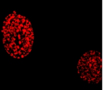 This image was kindly supplied as part of the review submitted by Naslin Rasheed.MEF cells were incubated with ab4863 (1/500) for 2 hours at room temperature. The staining shows the protein is localised to the nucleus.
